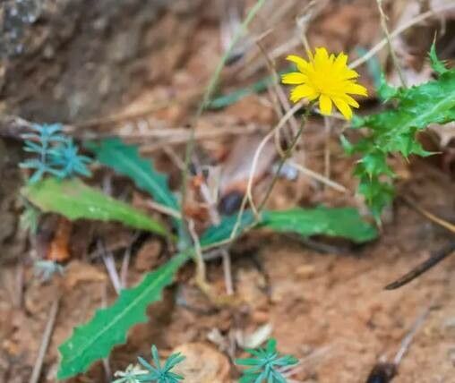 Krigia dandelion flower