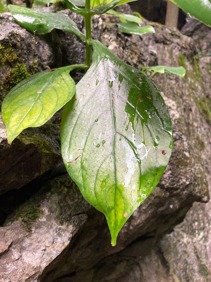 Hemiboea subcapitata — houseplant care guide