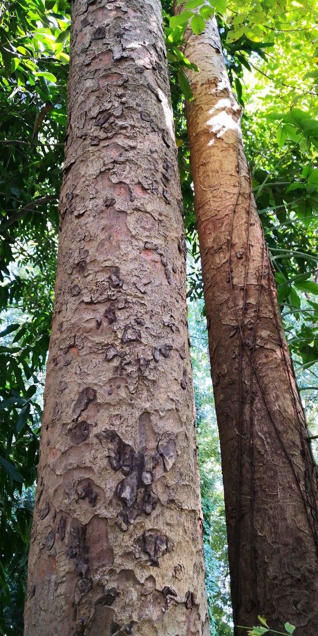 Xylia xylocarpa bark