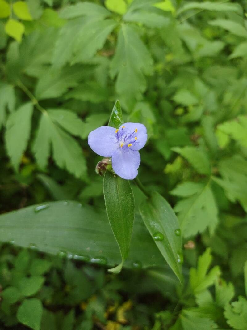 Tradescantia subaspera — search result for 'Commelinaceae'