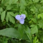 Tradescantia subaspera