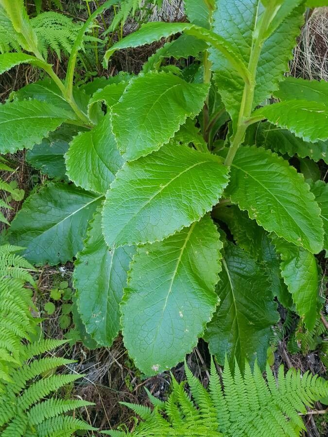 Cirsium latifolium — search result for 'Cirsium'