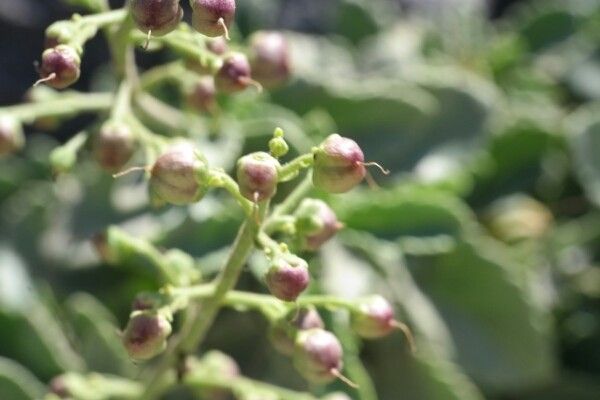 Scrophularia heterophylla fruit