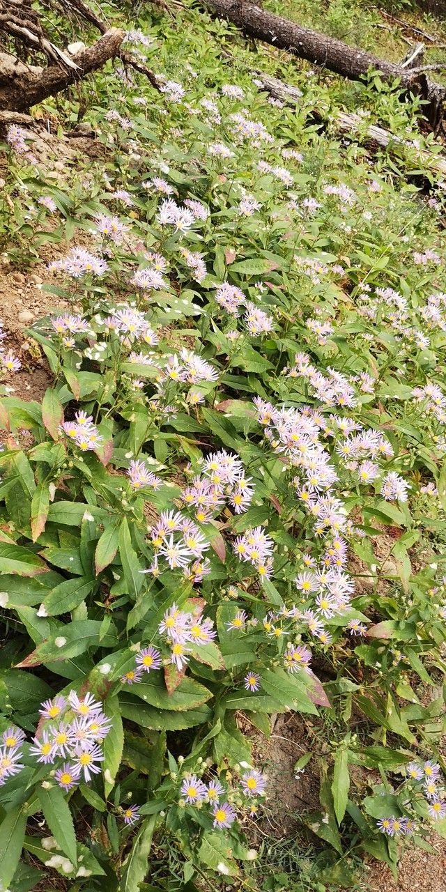 Eurybia conspicua habit