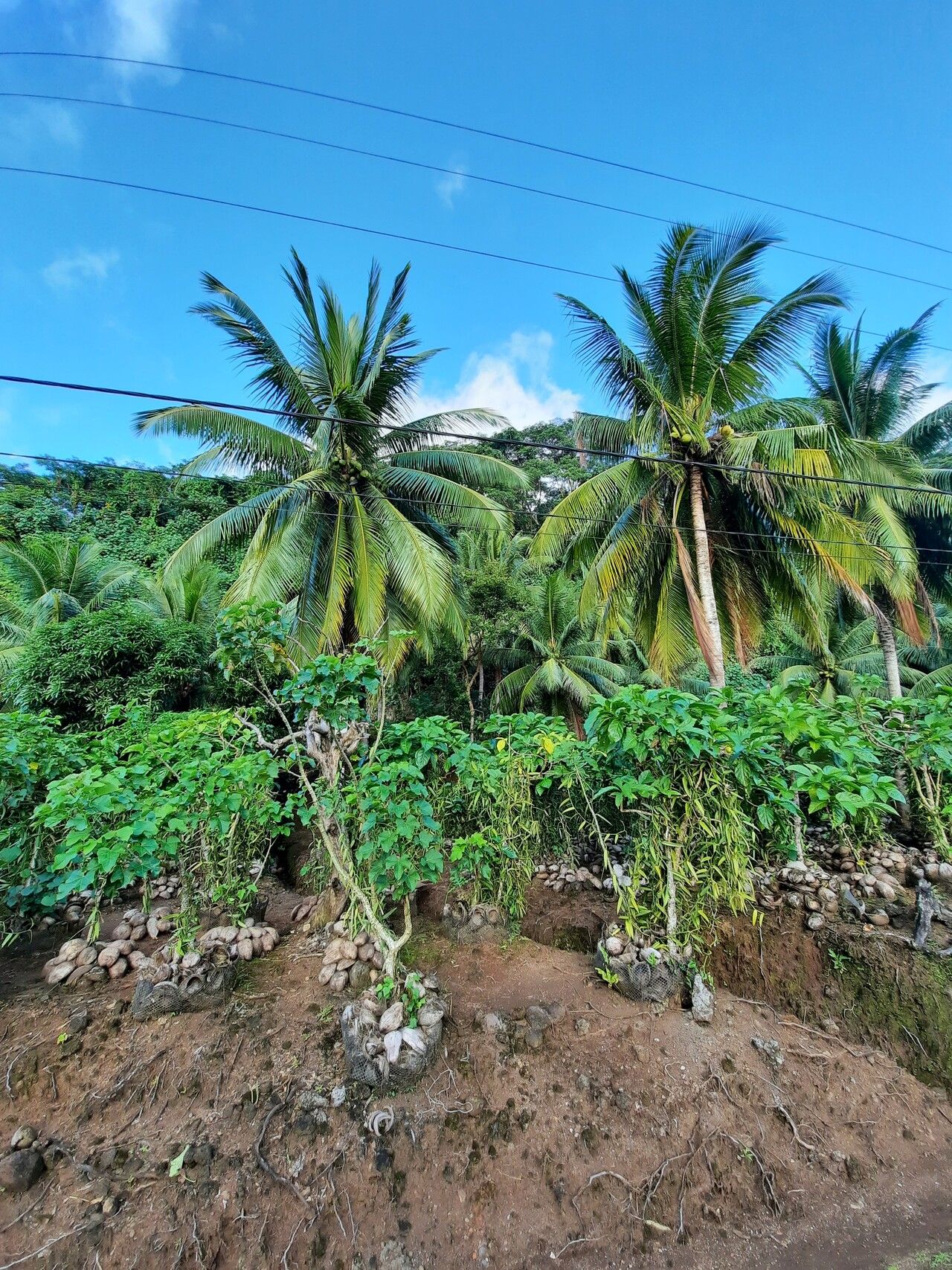 Vanilla × tahitensis habit