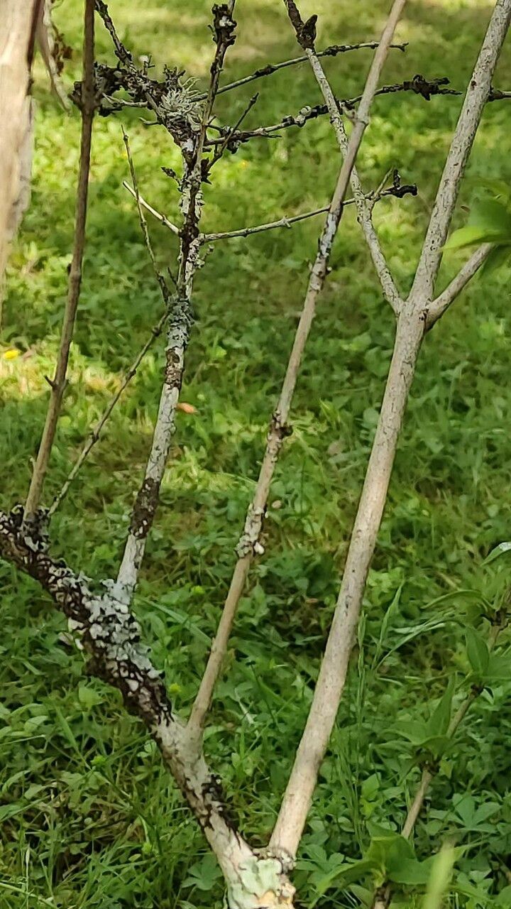 Abelia engleriana bark