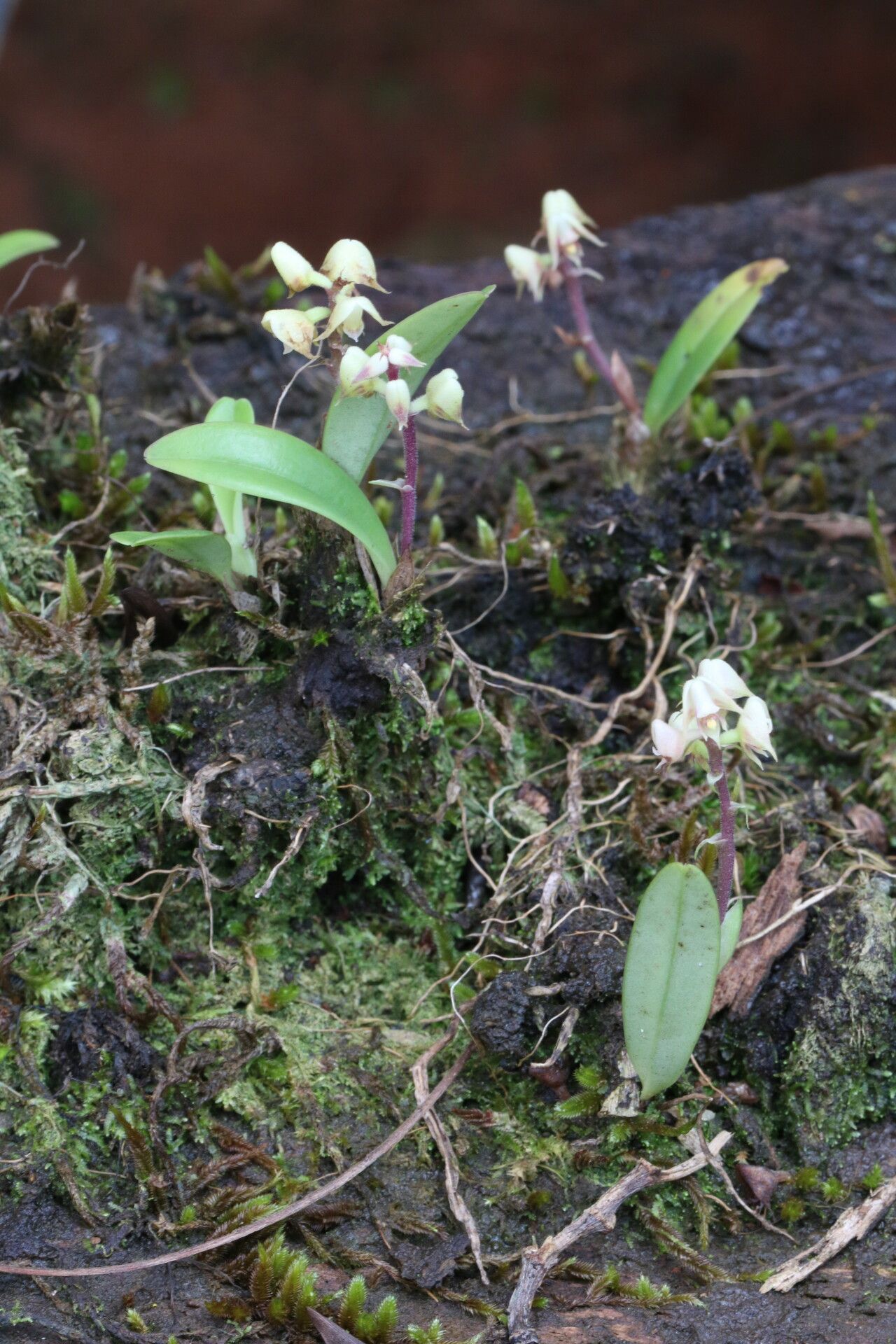 Polystachya coriscensis habit