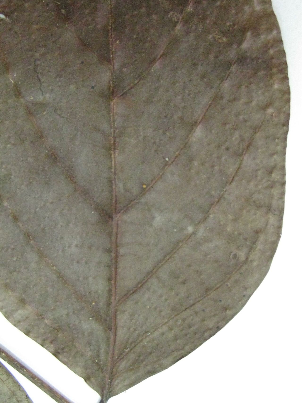 Licania elliptica other