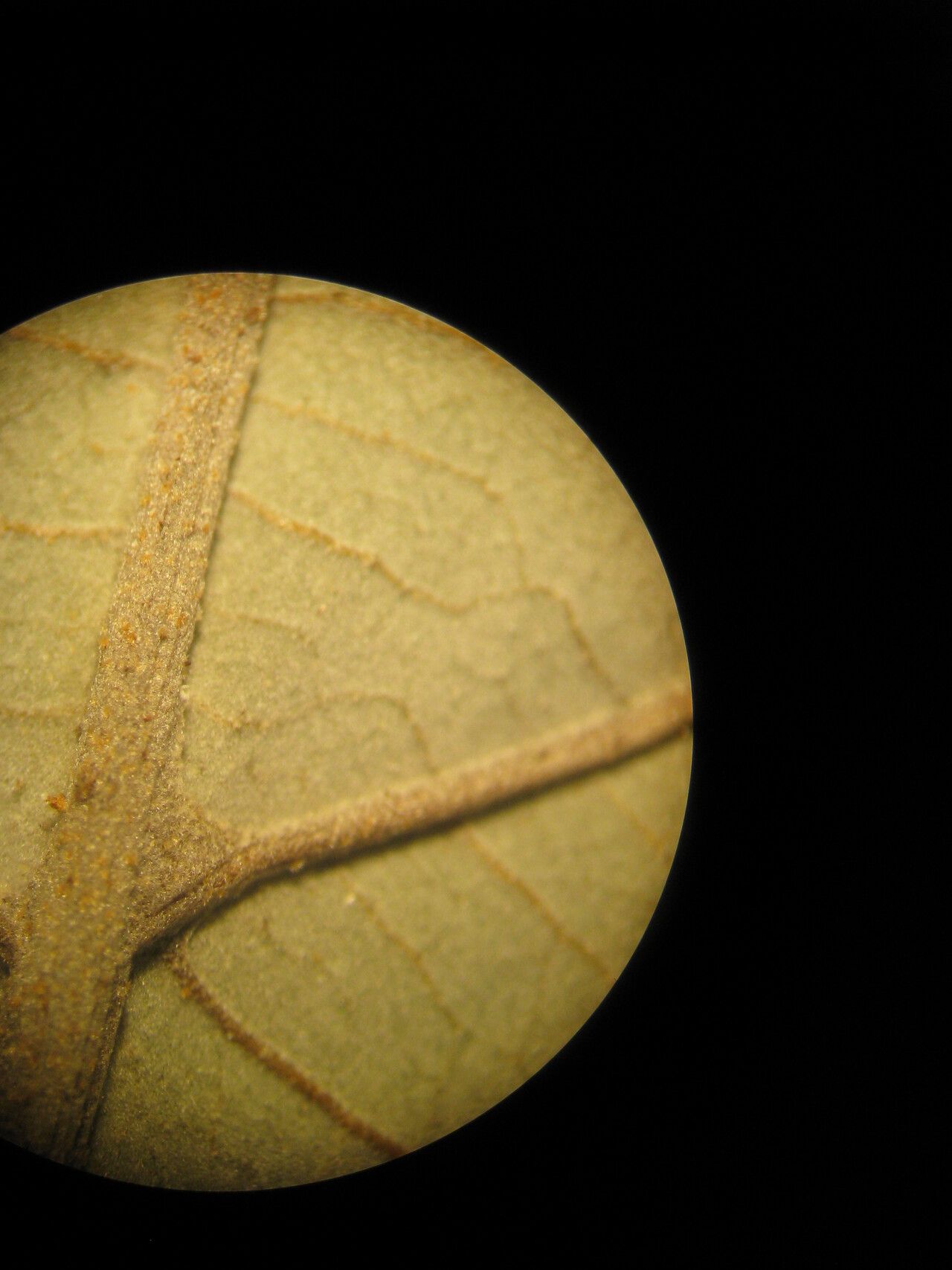 Styrax pallidus other