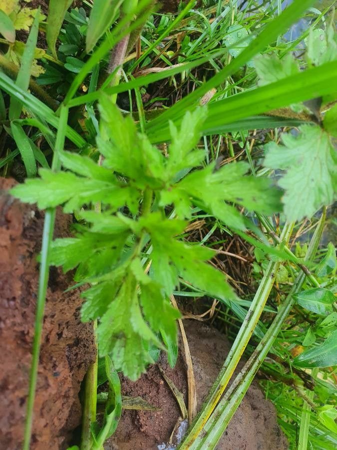 Ranunculus multifidus — search result for 'Ranunculus'