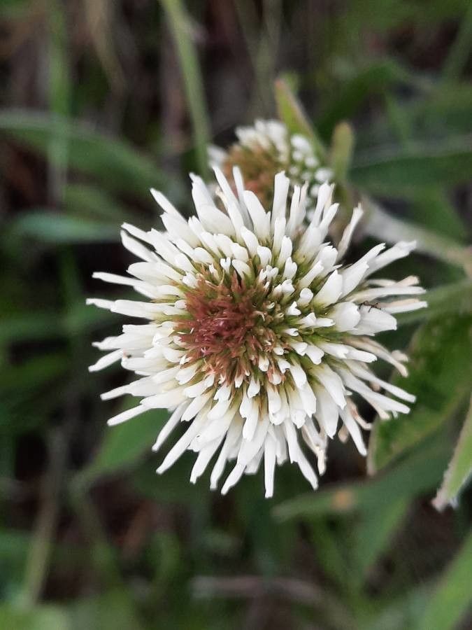 Trifolium montanum flower