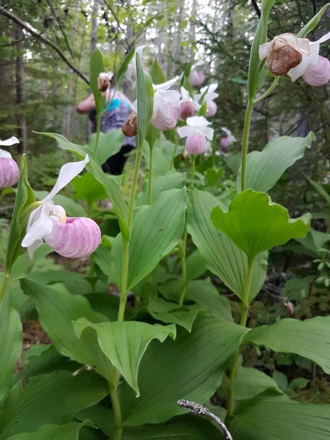 Cypripedium reginae leaf