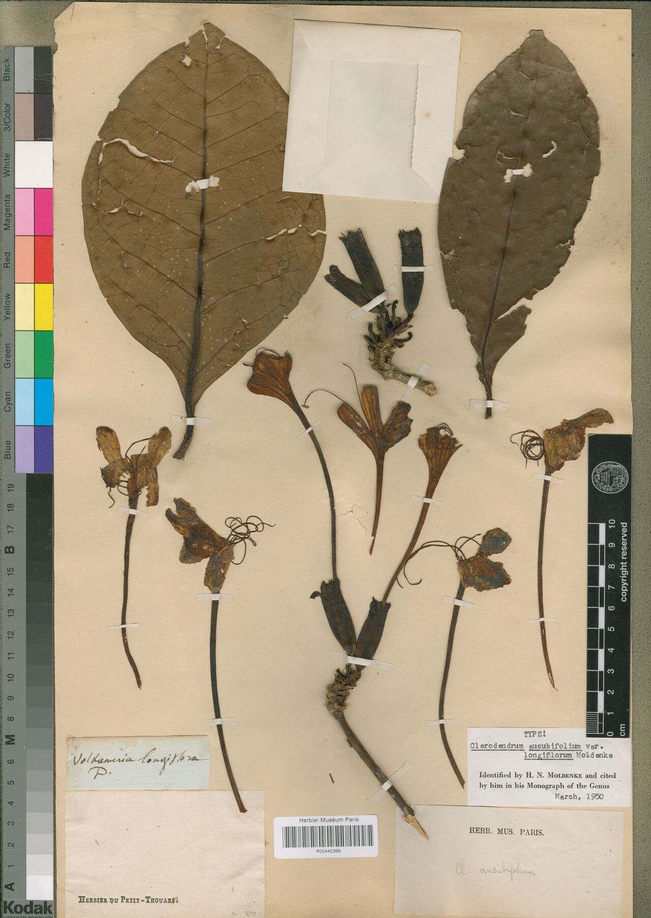 Clerodendrum thouarsii — houseplant care guide