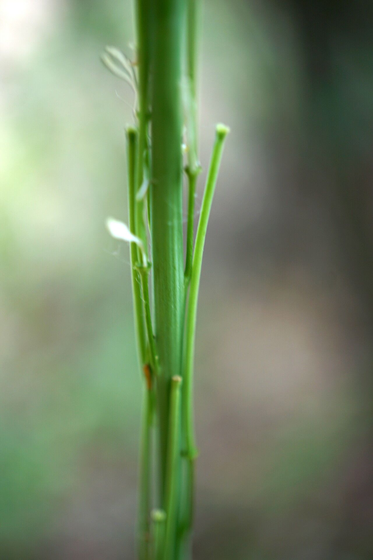Arabis sagittata fruit