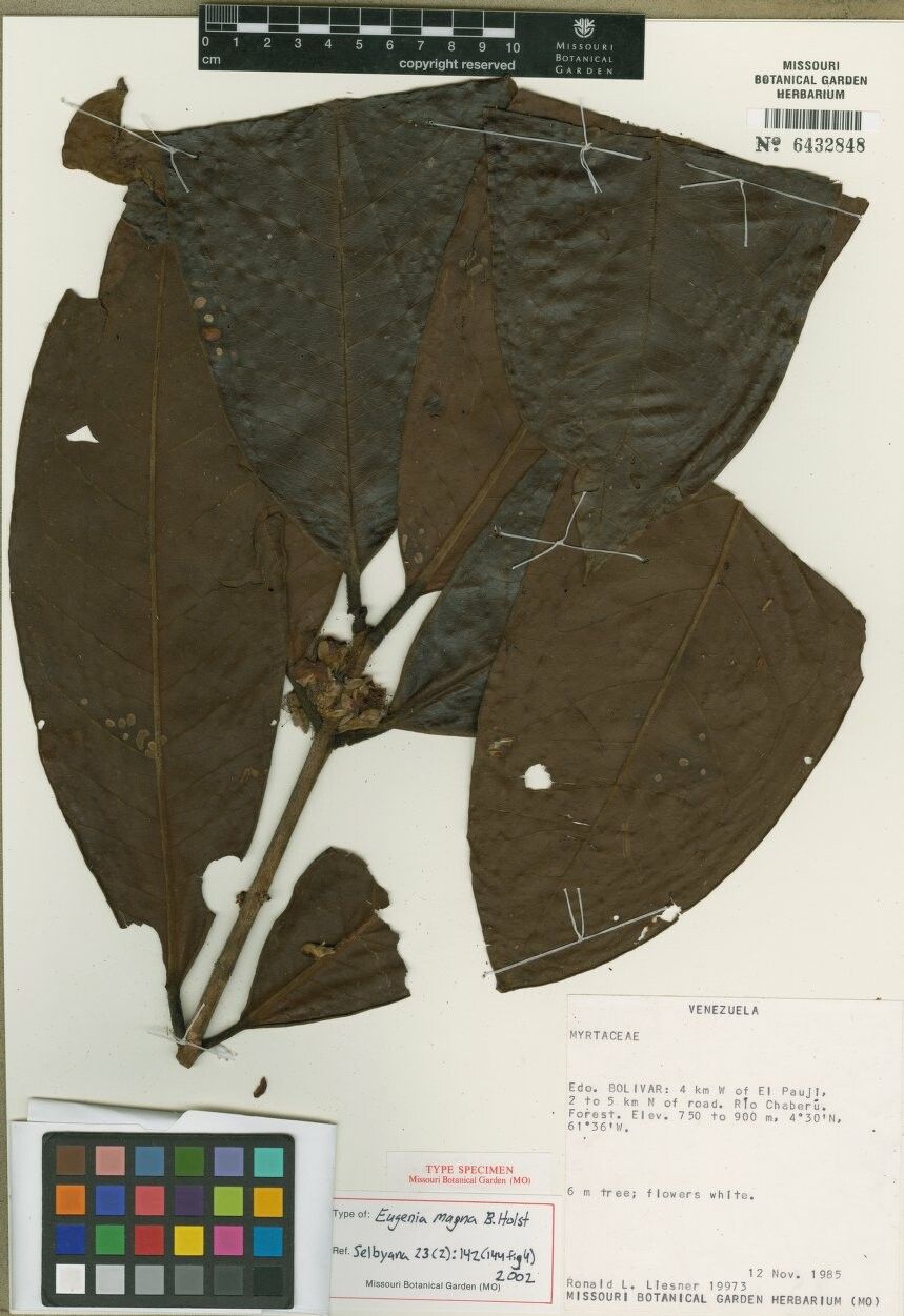 Eugenia magna — houseplant care guide