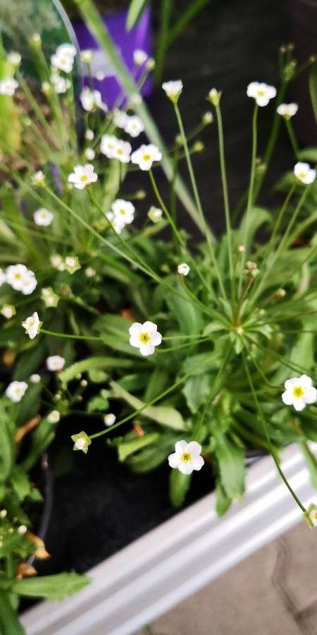 Androsace septentrionalis flower