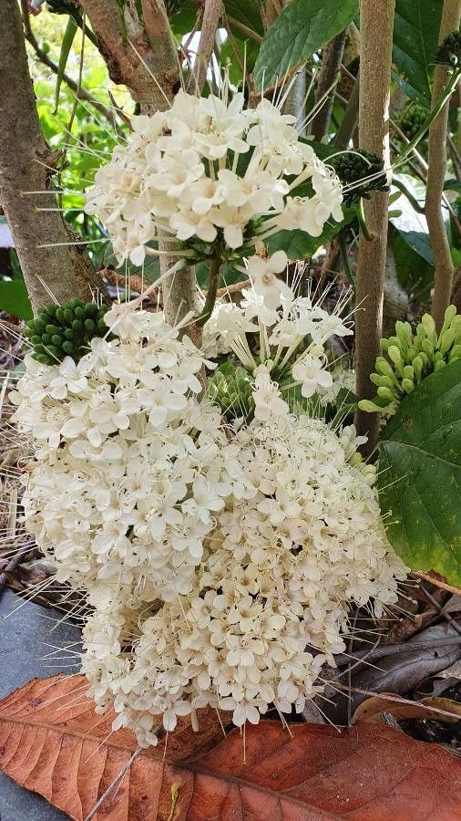 Clerodendrum schweinfurthii flower