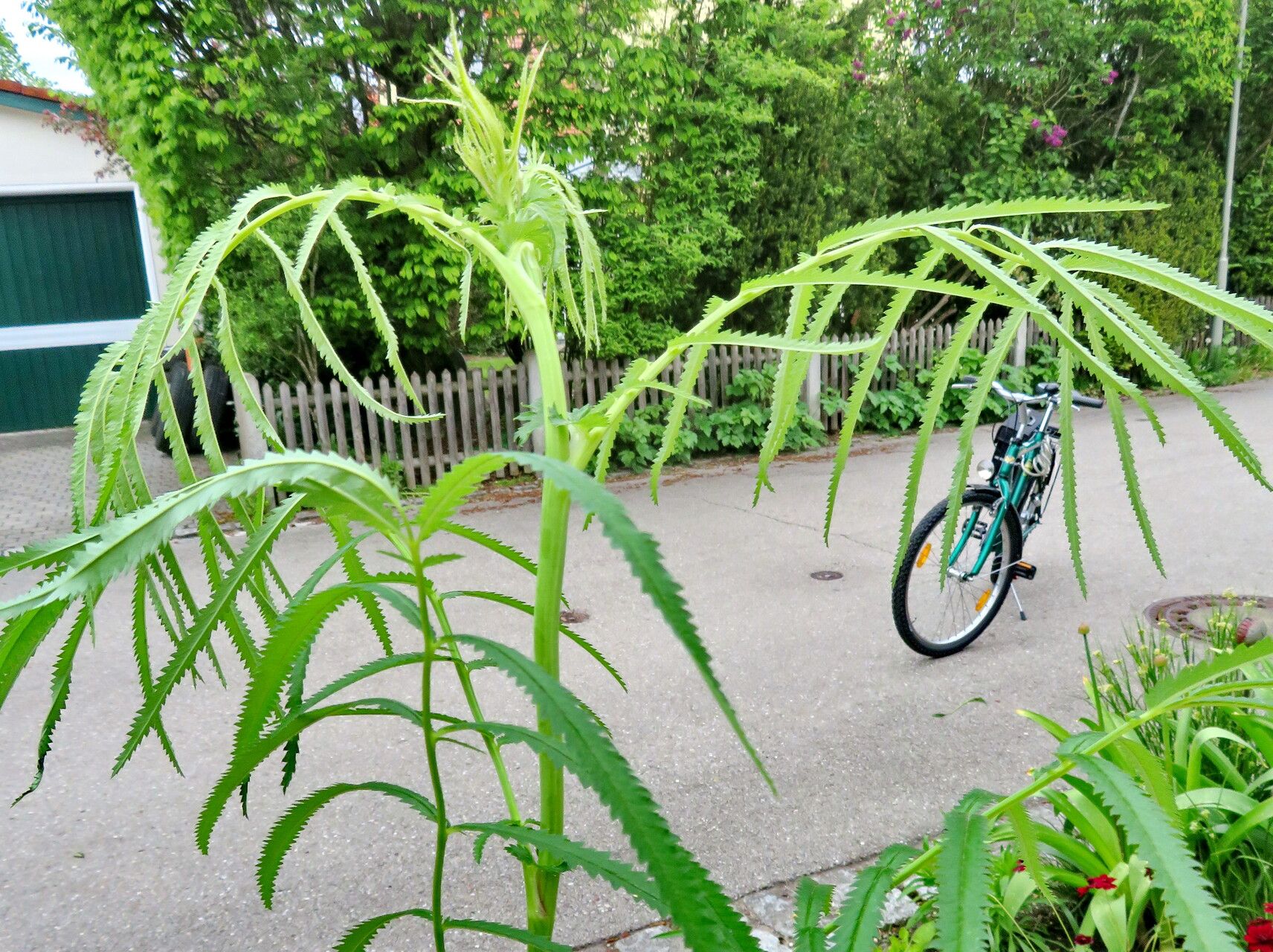 Sanguisorba tenuifolia habit