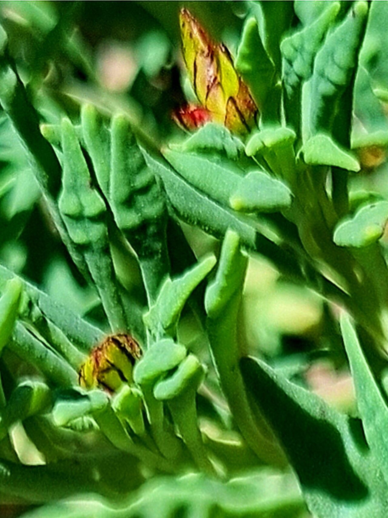 Cistanthe arenaria — houseplant care guide