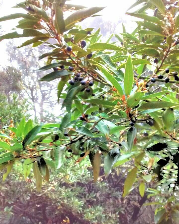 Ilex canariensis fruit