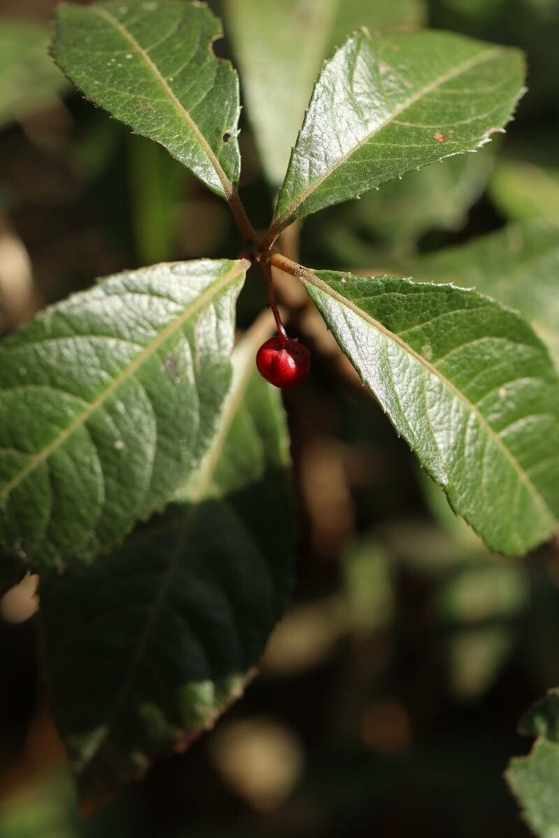 Ardisia japonica fruit