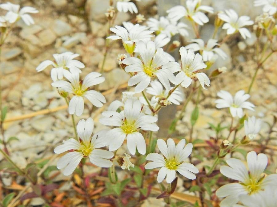 Cerastium apuanum