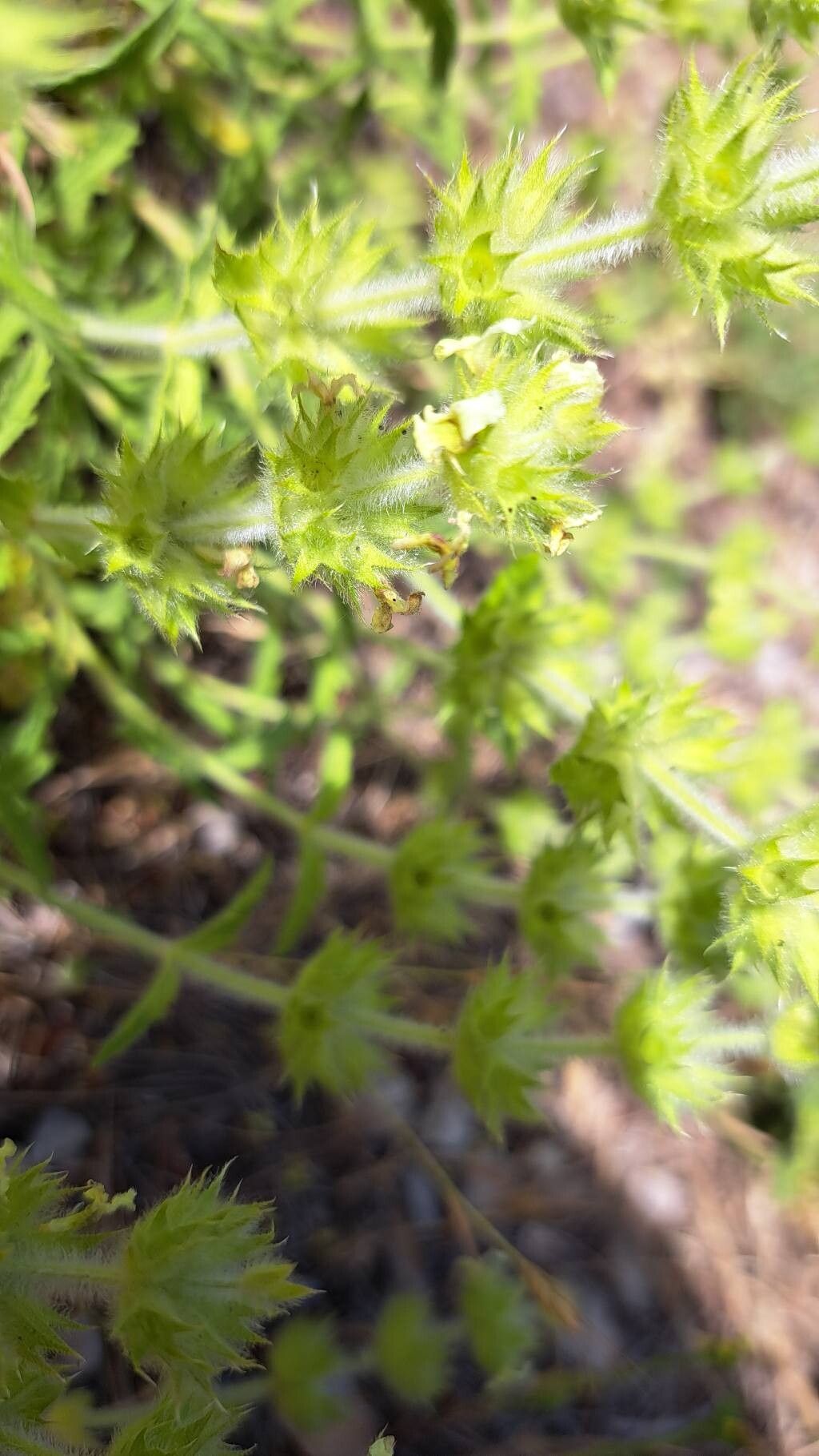 Sideritis endressii — houseplant care guide