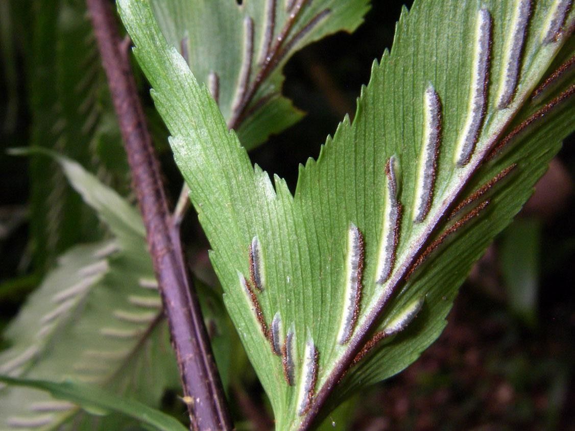 Asplenium serra bark