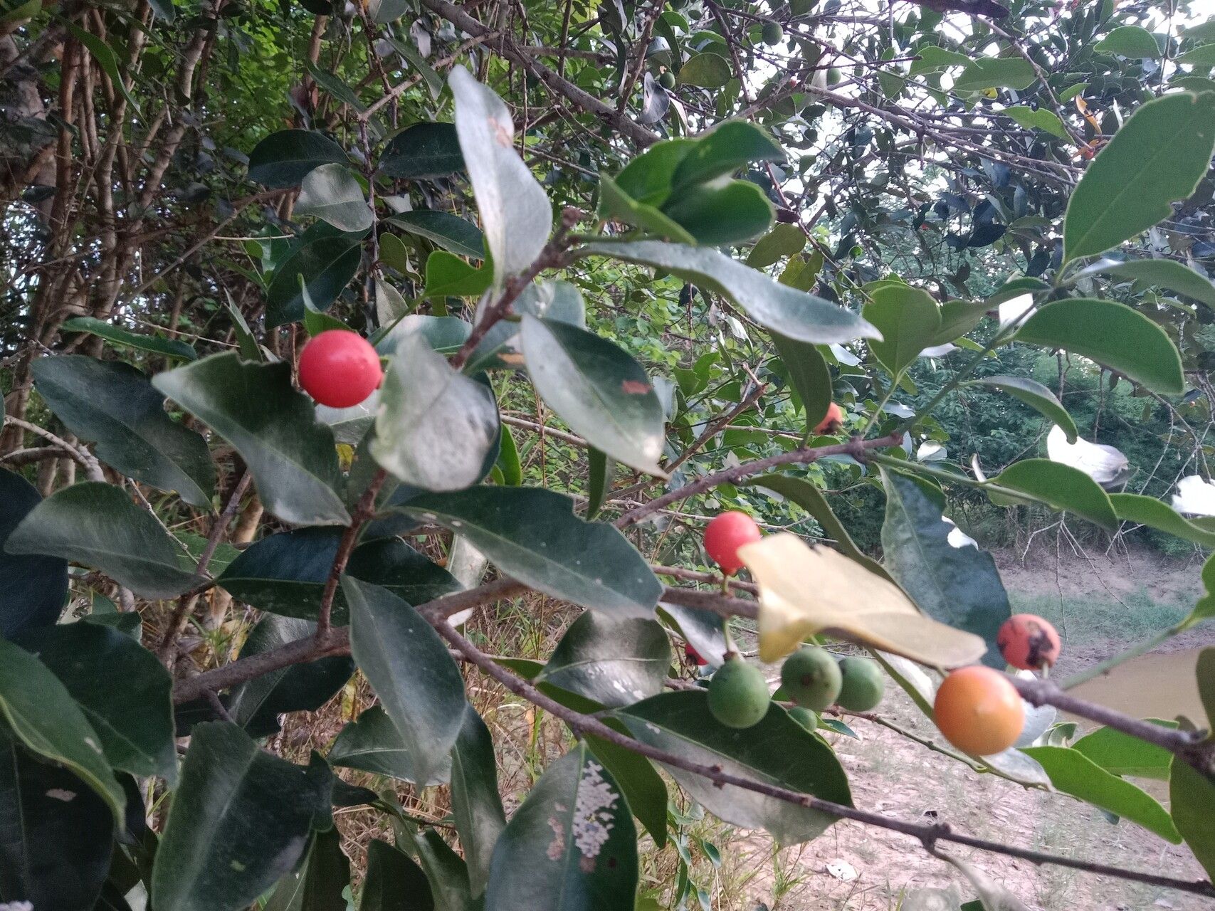Salacia chinensis fruit