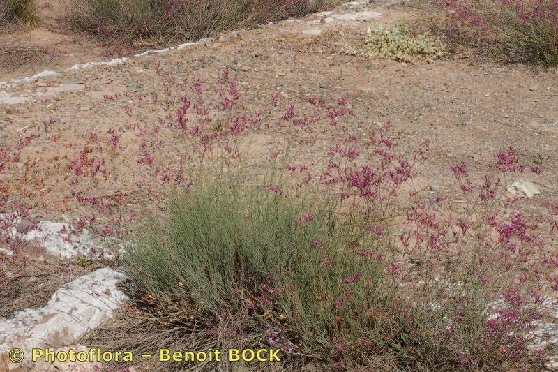 Limonium ornatum — houseplant care guide