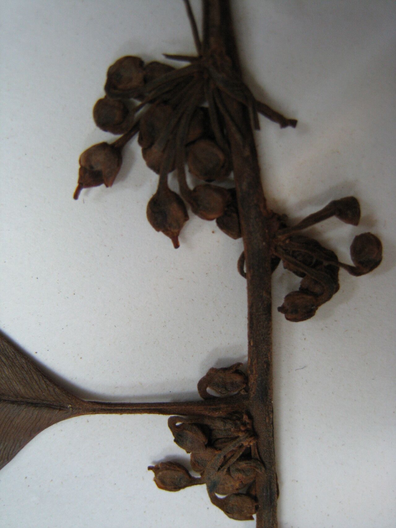 Micropholis melinoniana other