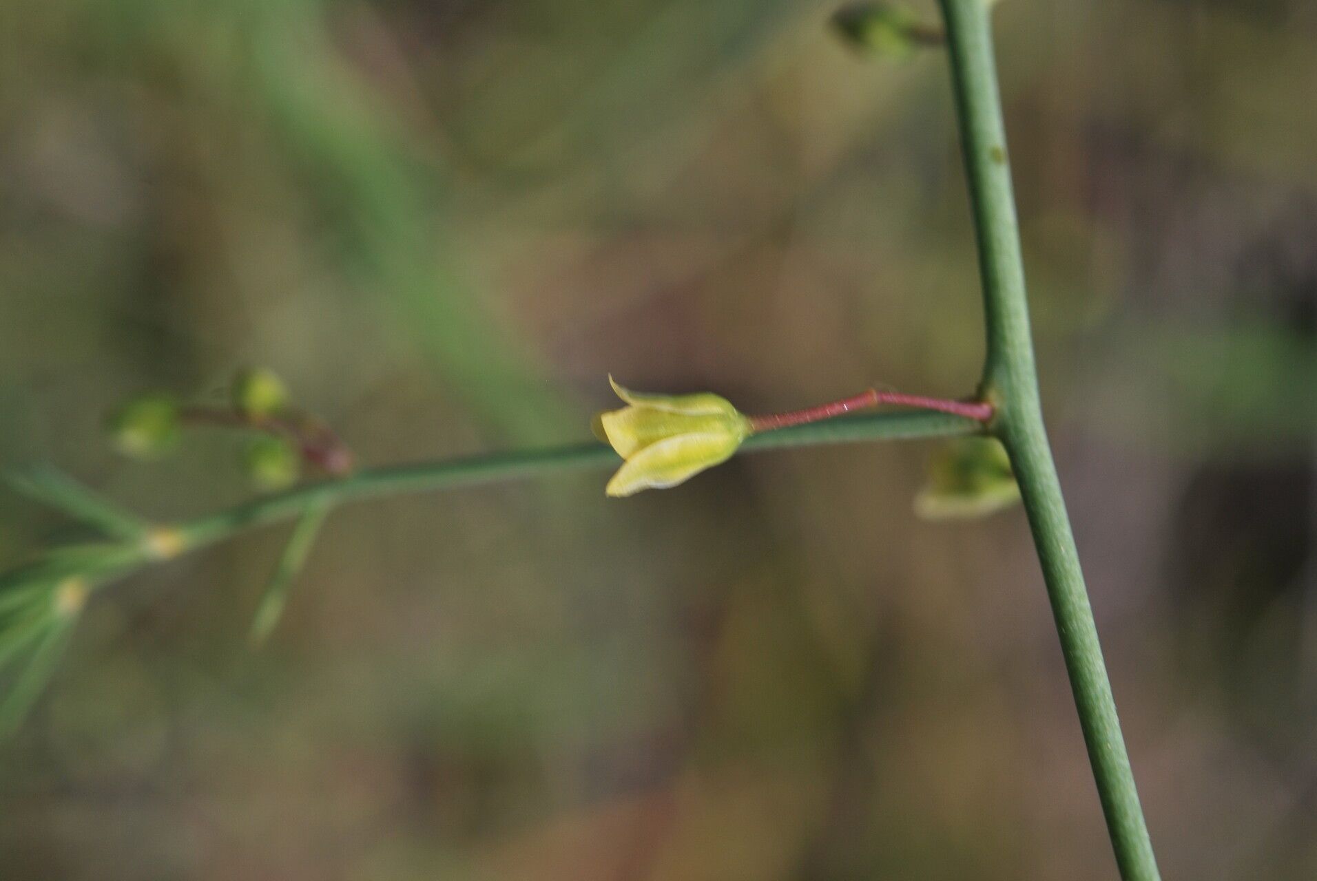Asparagus palaestinus — houseplant care guide