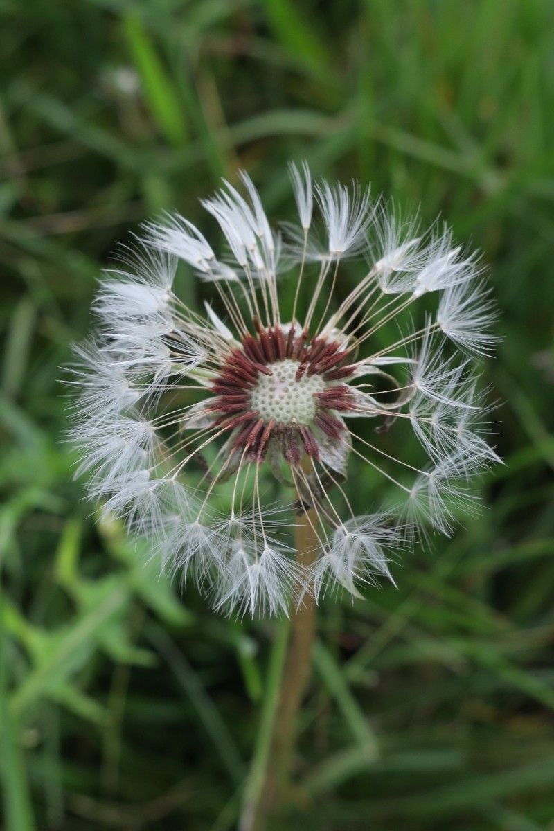 Taraxacum aquitanum fruit