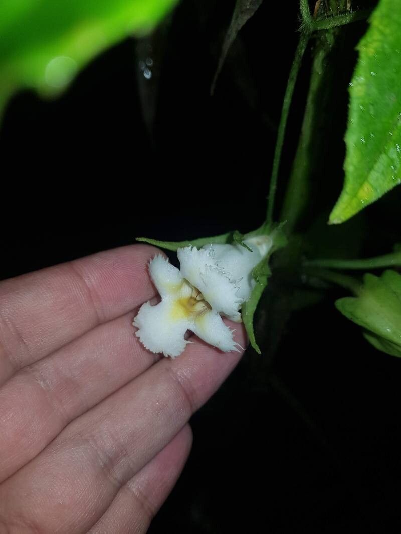 Drymonia lanceolata flower