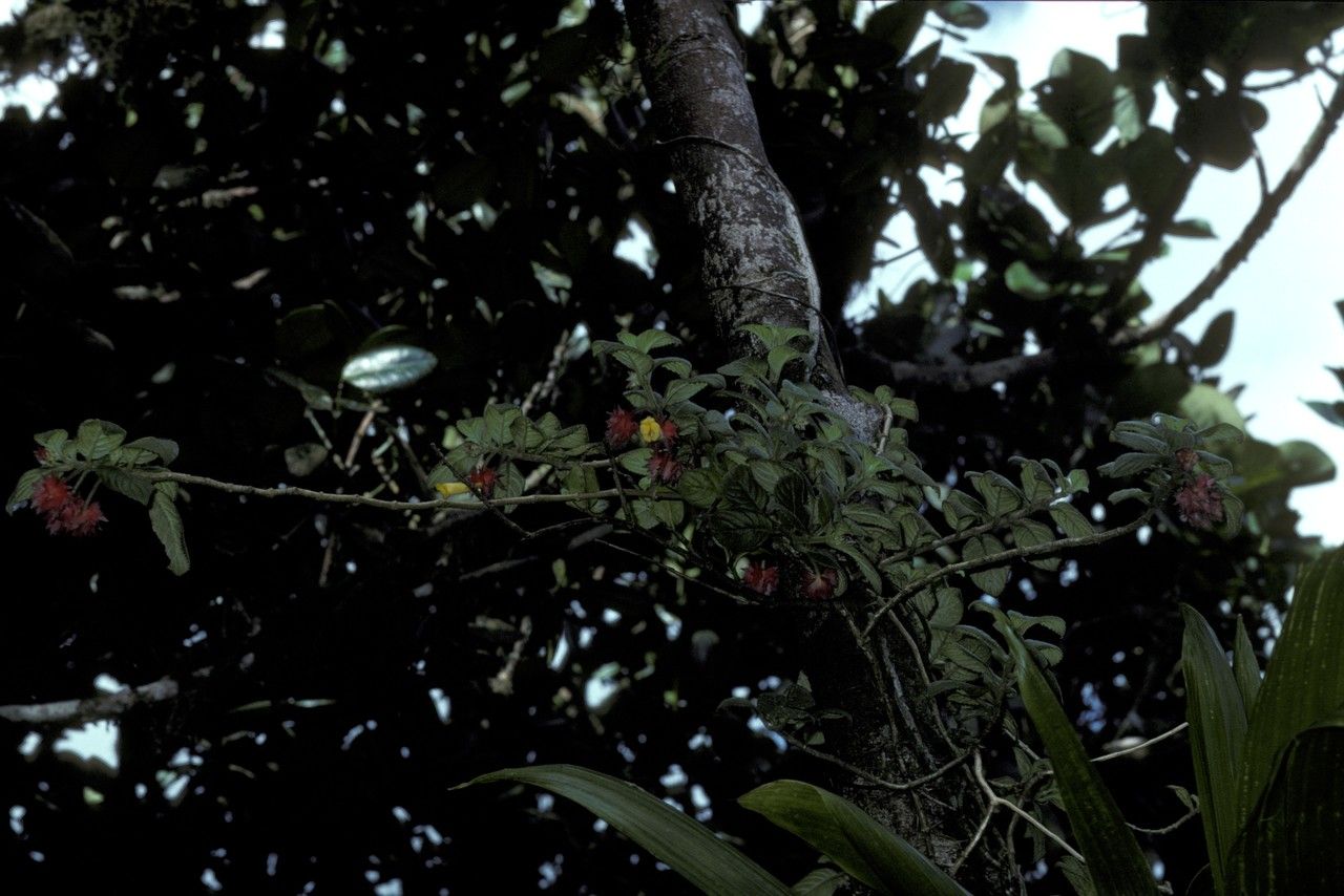 Columnea grisebachiana habit