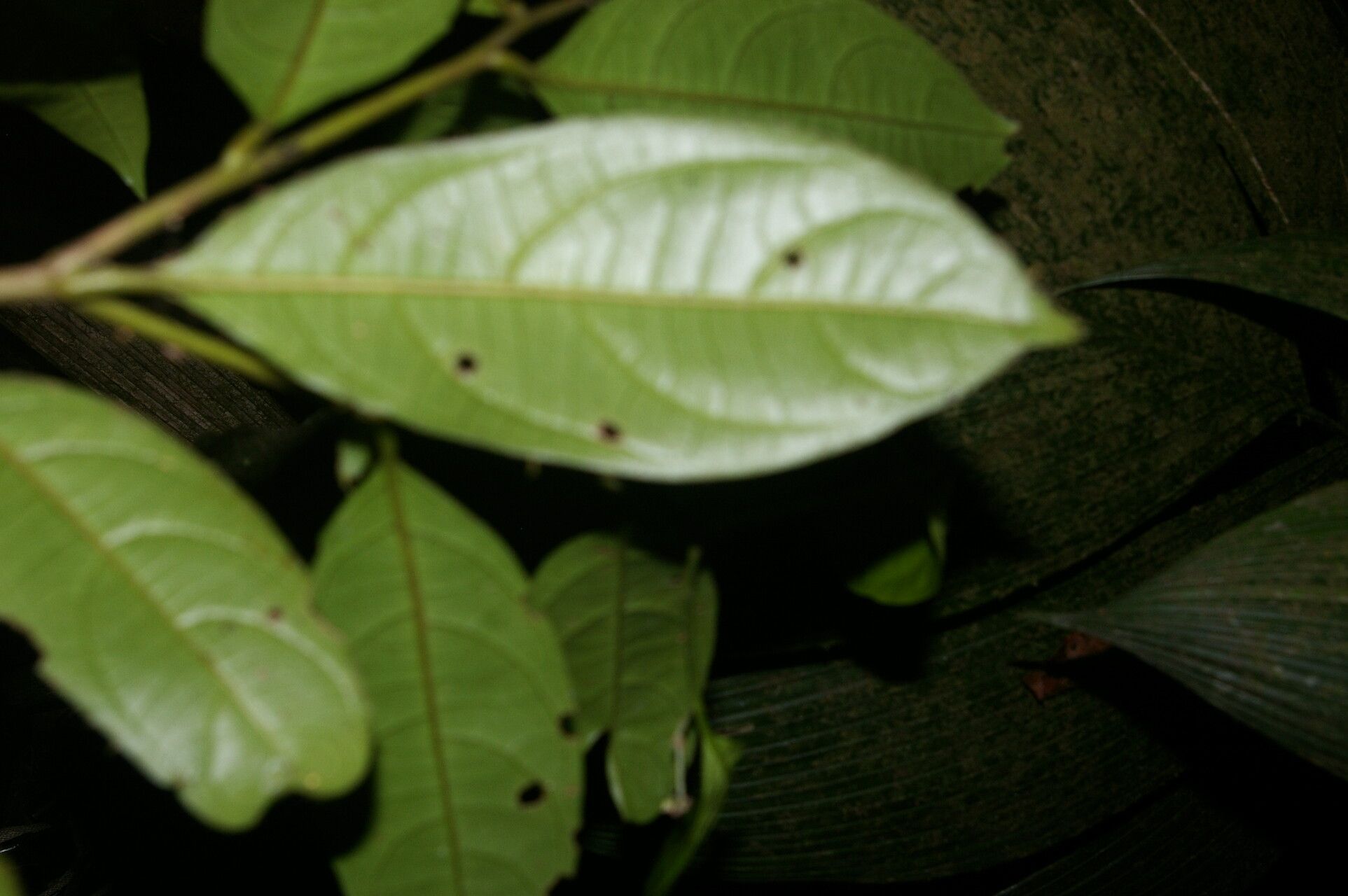 Cordia porcata — houseplant care guide