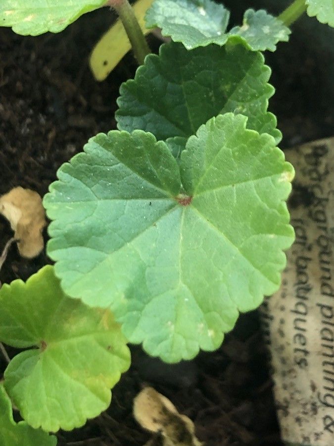Lavatera trimestris — search result for 'Althaea'