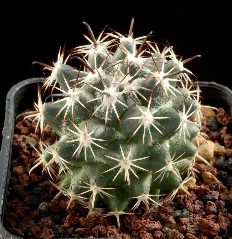 Coryphantha hintoniorum — search result for 'Coryphantha'