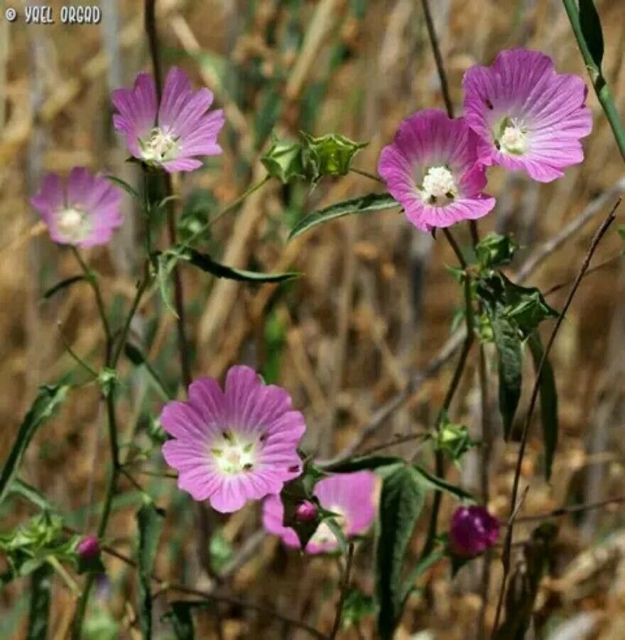 Lavatera punctata flower
