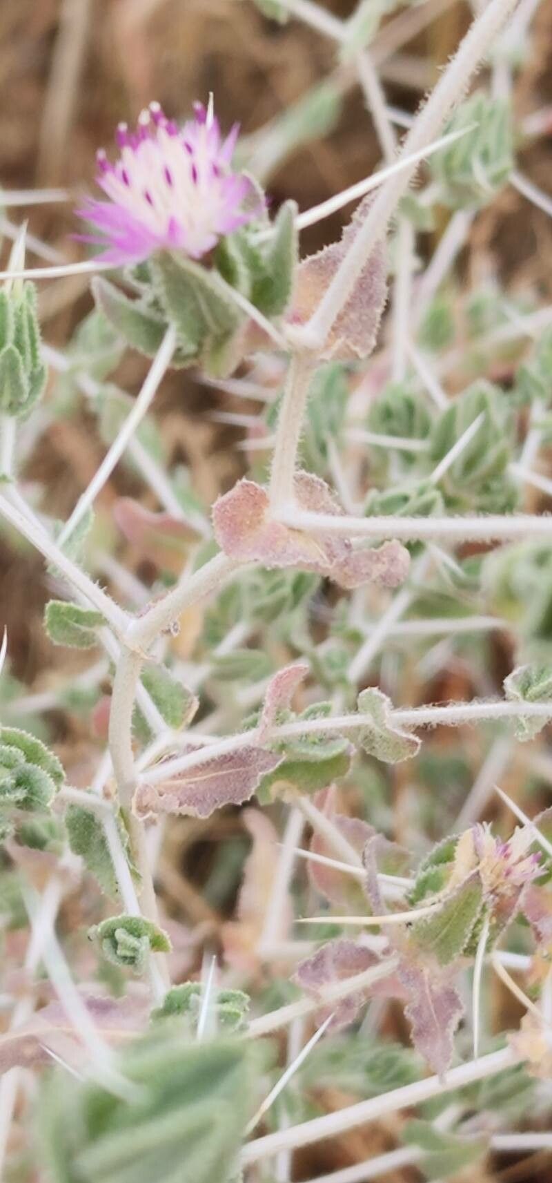 Centaurea bruguieriana bark