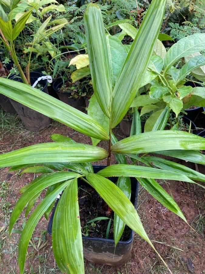 Oenocarpus bacaba — related species from the same genus