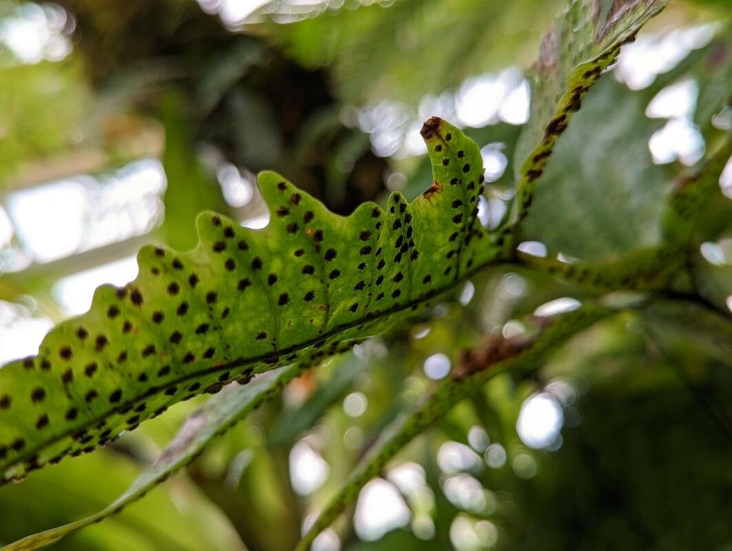 Tectaria trifoliata fruit