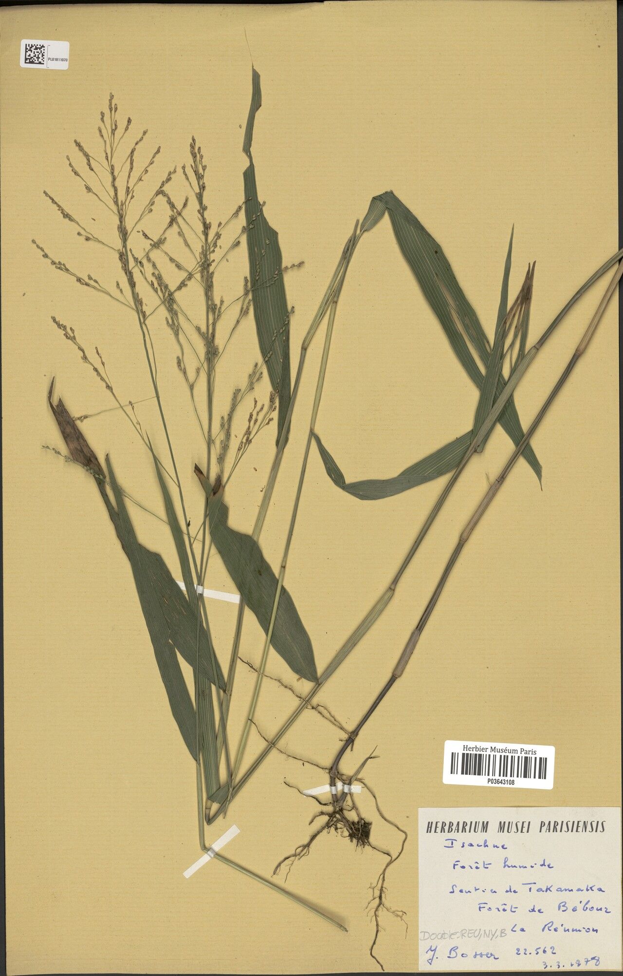 Isachne longifolia — houseplant care guide