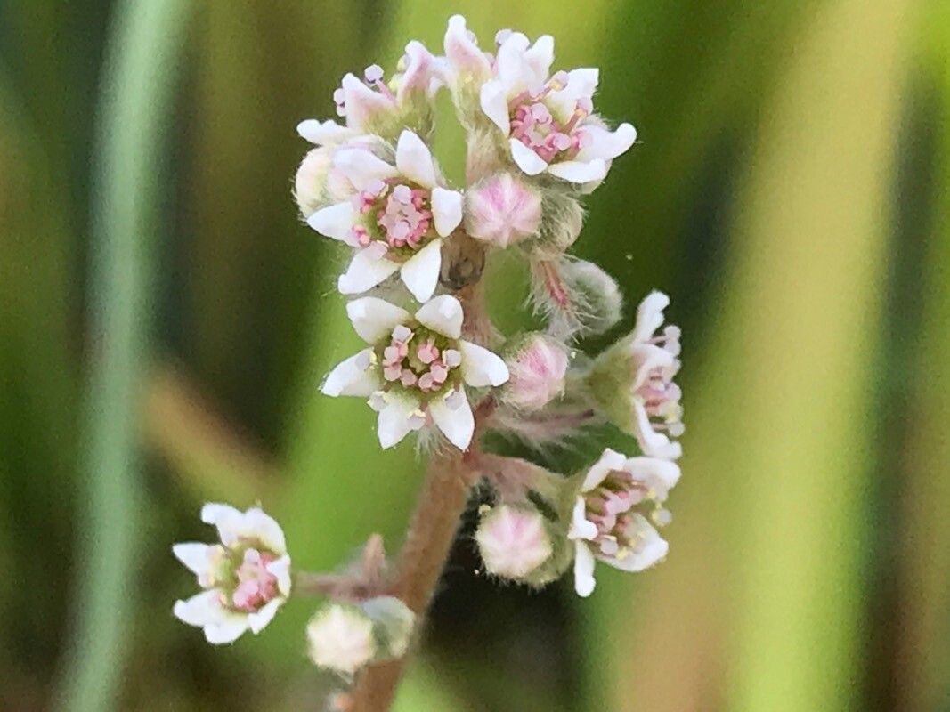 Cephalotus follicularis flower