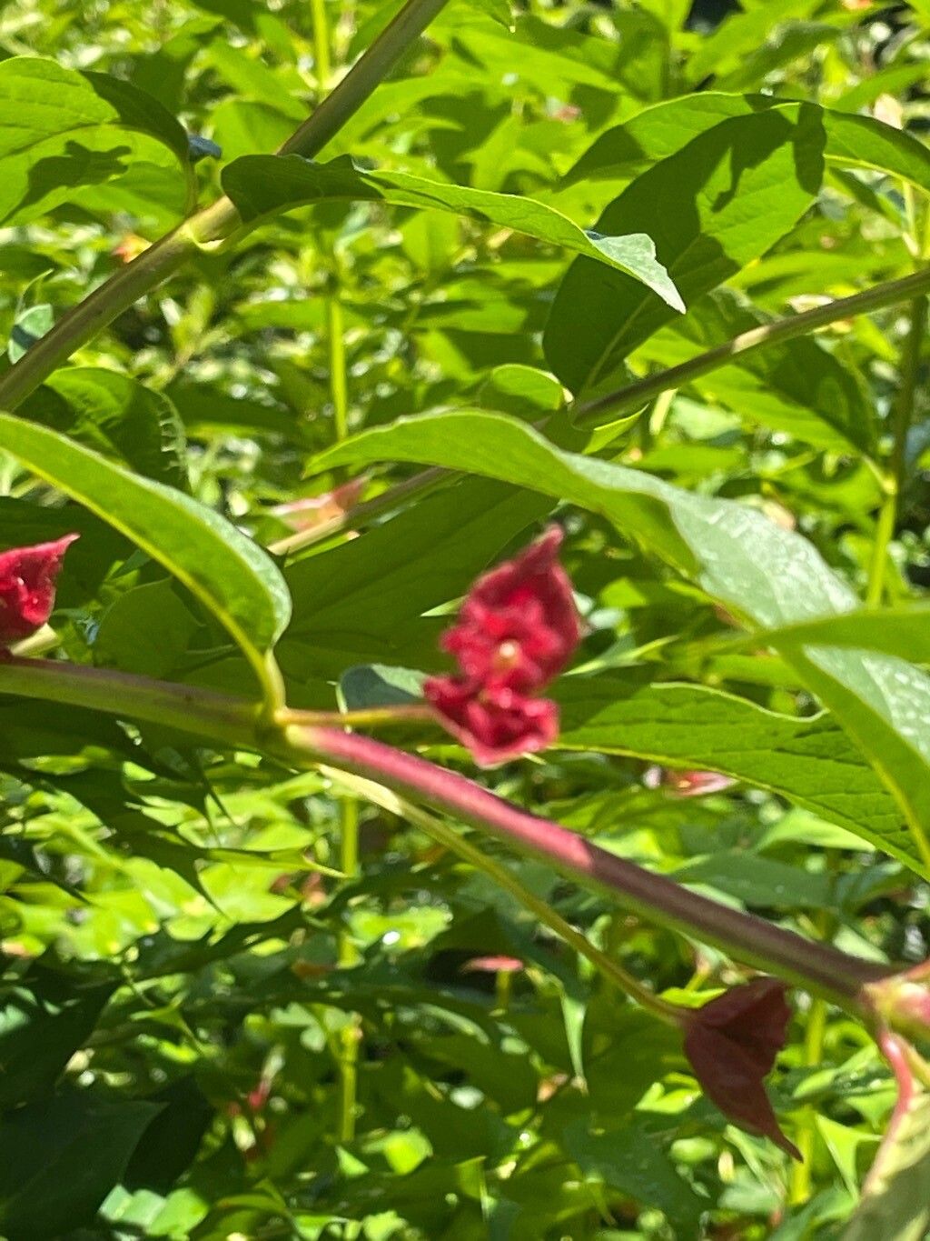 Lonicera involucrata leaf