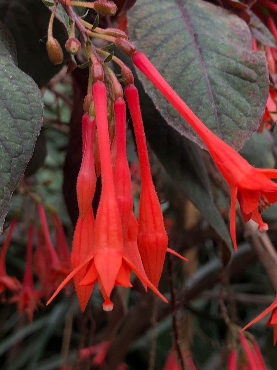 Fuchsia triphylla fruit