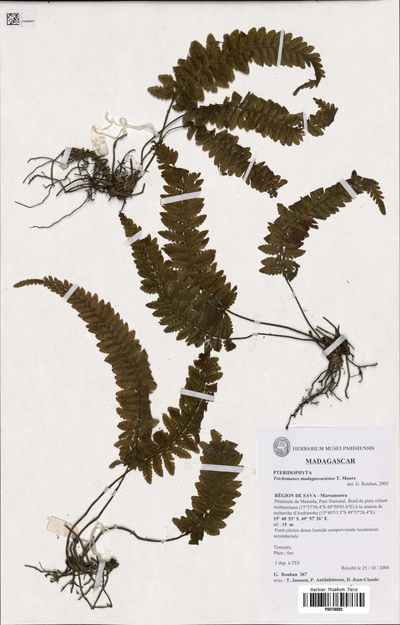 Trichomanes madagascariense — houseplant care guide