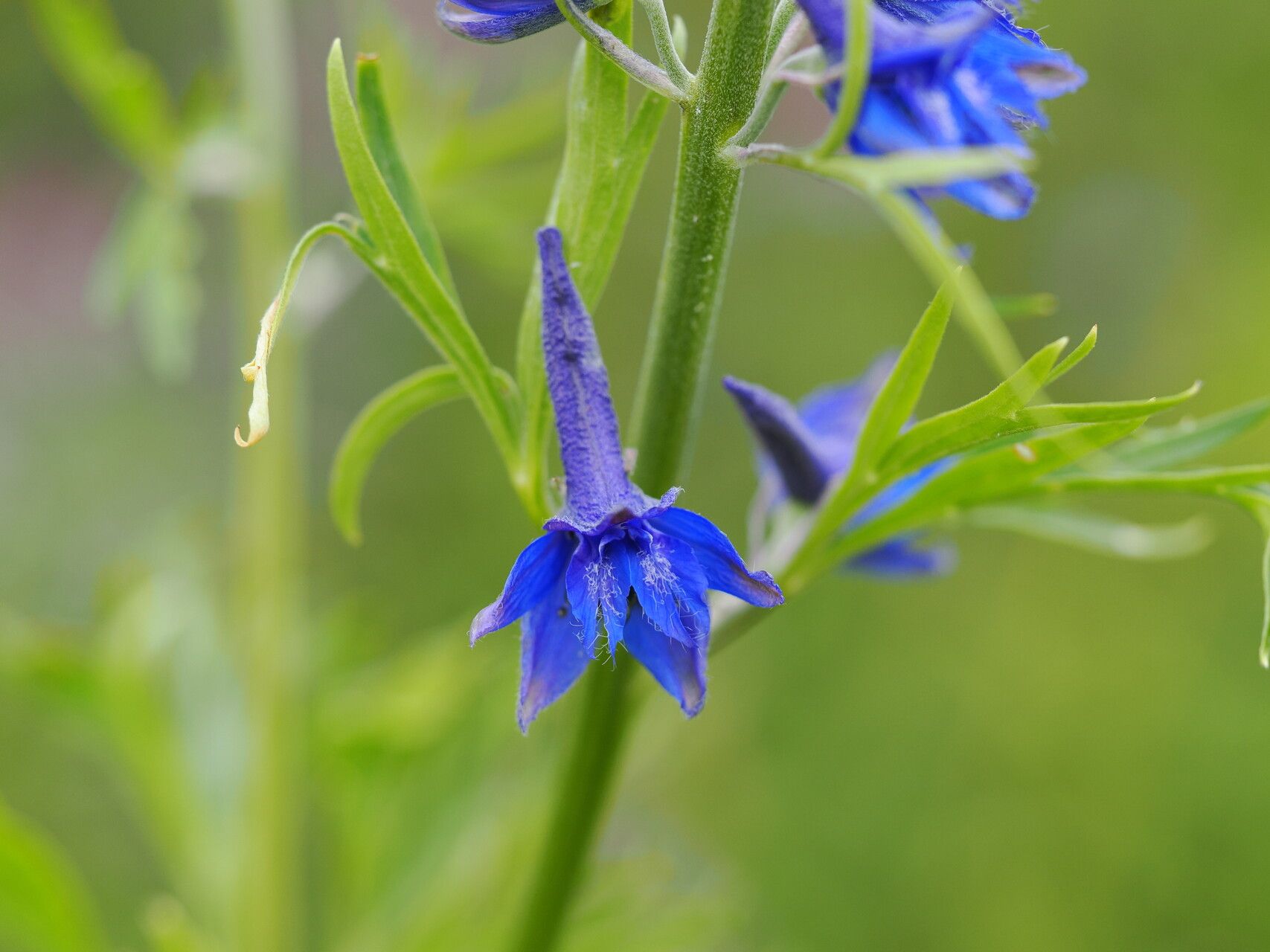 Delphinium schmalhausenii — search result for 'Delphinium'