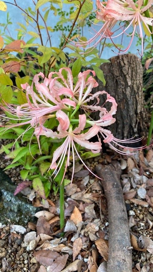 Lycoris × albiflora flower