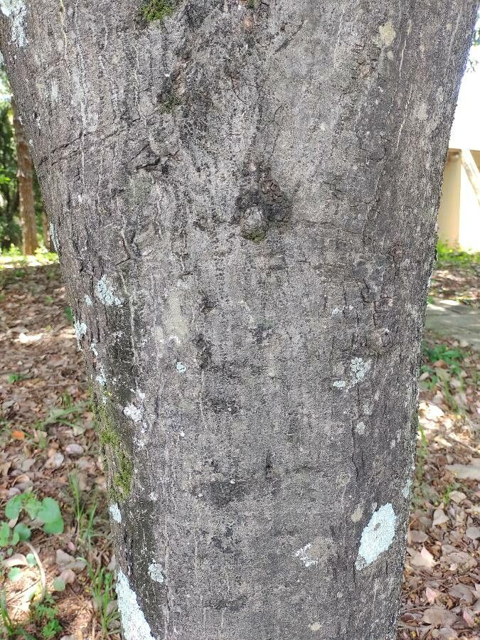 Centrolobium robustum bark